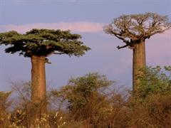 درخت بائوباب